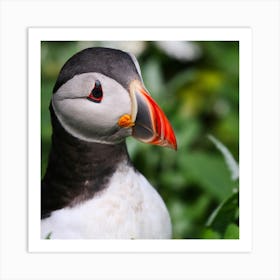 Puffin - Puffin Stock Videos & Royalty-Free Footage Art Print