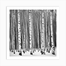 Birch Trees In Winter 3 Art Print