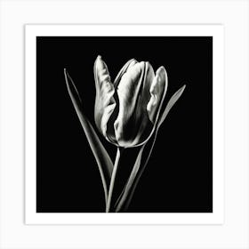 Black And White Tulip, Lighting Art Print