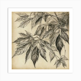 Maple Leaves Art Print