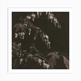 Bleeding Hearts Art Print