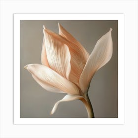 Tulip 6 Art Print