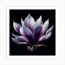 White Purple Magnolia Flower on Black Background Art Print