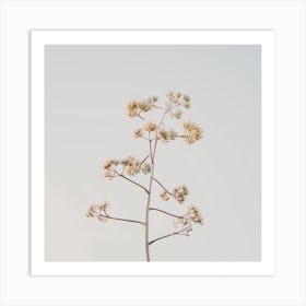 Yucca Plant Bloom Art Print