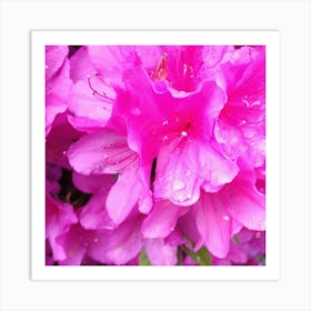 Pink Azaleas 11 Art Print