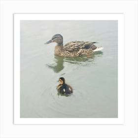 Duck And Duckling Art Print