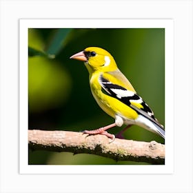 Goldfinch 7 Art Print