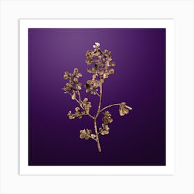 Gold Botanical European Buckthorn on Royal Purple n.3633 Art Print