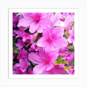 Pink Azaleas 35 Art Print