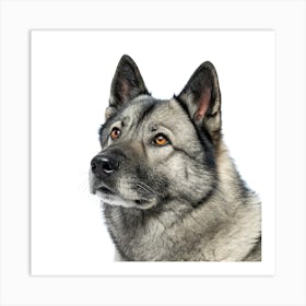 Norwegian Elkhound Dog Portrait Poster