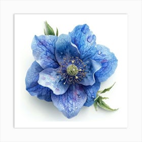 Blue Hellebore 3 Poster