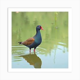 Watercolor Moorhen In A Quiet Pond Art Print