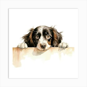 Spaniel Boykin 1 Art Print