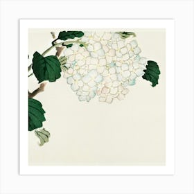 Chinese Hydrangea Art Print