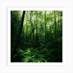 Ferns In The Forest Art Print