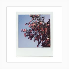 Polaroid Camellia Blossom 08 Art Print