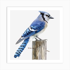 Blue Jay 3 Art Print