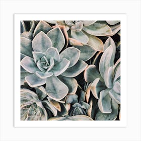 Blue Green Succulent Plant Art Print