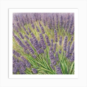 Lavender Field Art Print