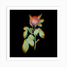 Prism Shift Red Gallic Rose Botanical Illustration on Black n.0238 Art Print