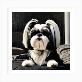 Shih Tzu 1 Art Print