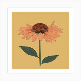 Echinacea Art Print