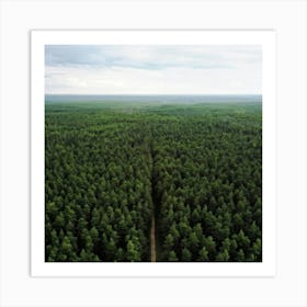 Aerial View Of A Forest Art Print