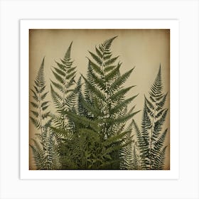 Ferns 13 Art Print