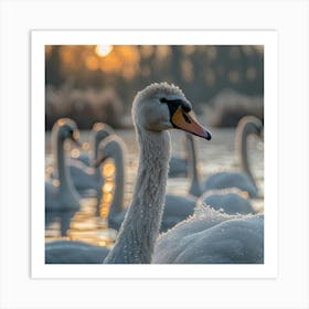 Swans At Sunrise Art Print