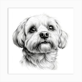 Lhasa Apso Art Print