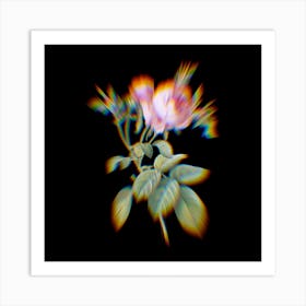 Prism Shift Pink Cabbage Rose de Mai Botanical Illustration on Black Art Print