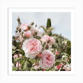 Pink Roses Garden Square Art Print