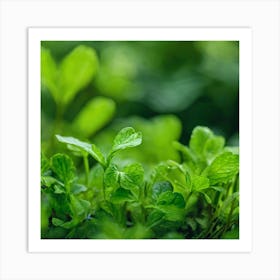 Green Leaves In The Garden Art Print