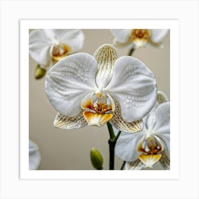 White Orchids Art Print