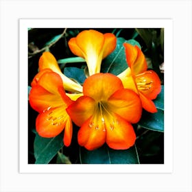 In The Garden Rhododendron flower Affiche