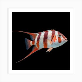 It's a vibrant fish with striking red and white stripes 3 Art Print