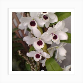 Orchids 6 Art Print