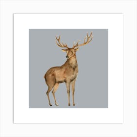 Deer Stag Art Print