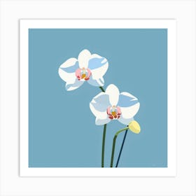 White Orchids Art Print