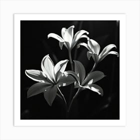 Three Lilies Art Print