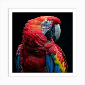 Red Macaw Art Print