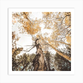 Looking Up In Forest Square Art Print