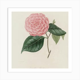 Camellia 6 Art Print