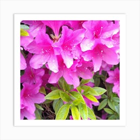 Pink Azaleas 38 Art Print