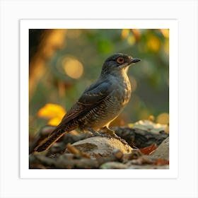 Rufous-Tailed Robin 6 Art Print