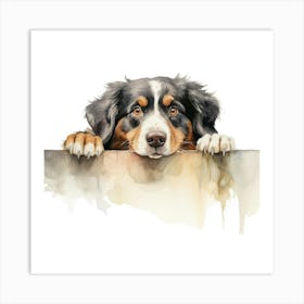 Bernese Mountain Dog 4 Art Print