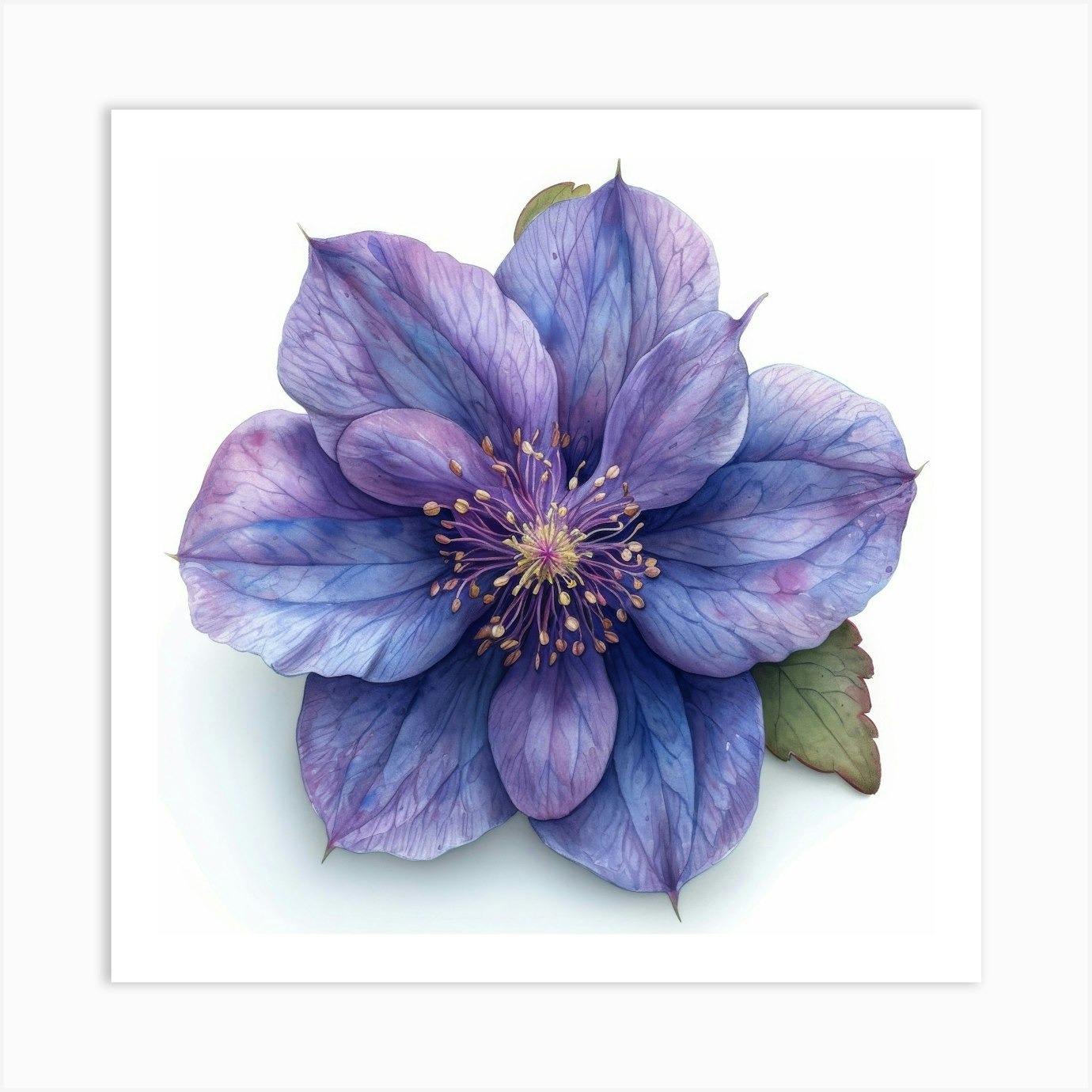 Clematis 1 Art Print by Aloke Design