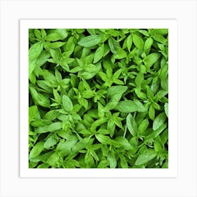 Close Up Of Basil Leaves Art Print