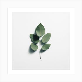Eucalyptus Leaf 7 Art Print