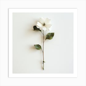 White Flower 1 Art Print